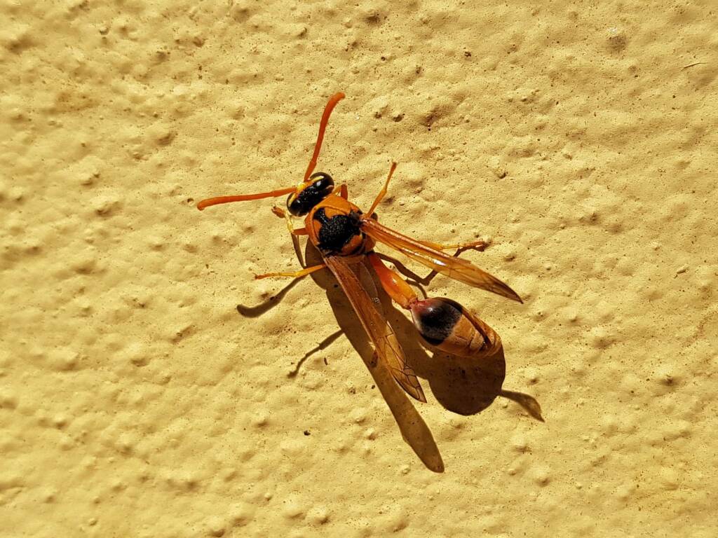 Delta philantes – Wasp, Alice Springs NT