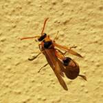 Delta philantes – Wasp, Alice Springs NT