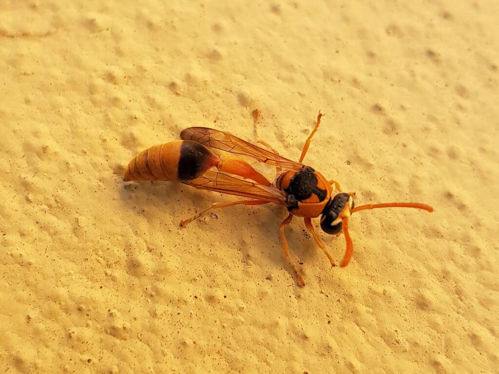 Delta philantes – Wasp, Alice Springs NT