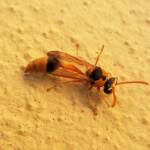 Delta philantes – Wasp, Alice Springs NT
