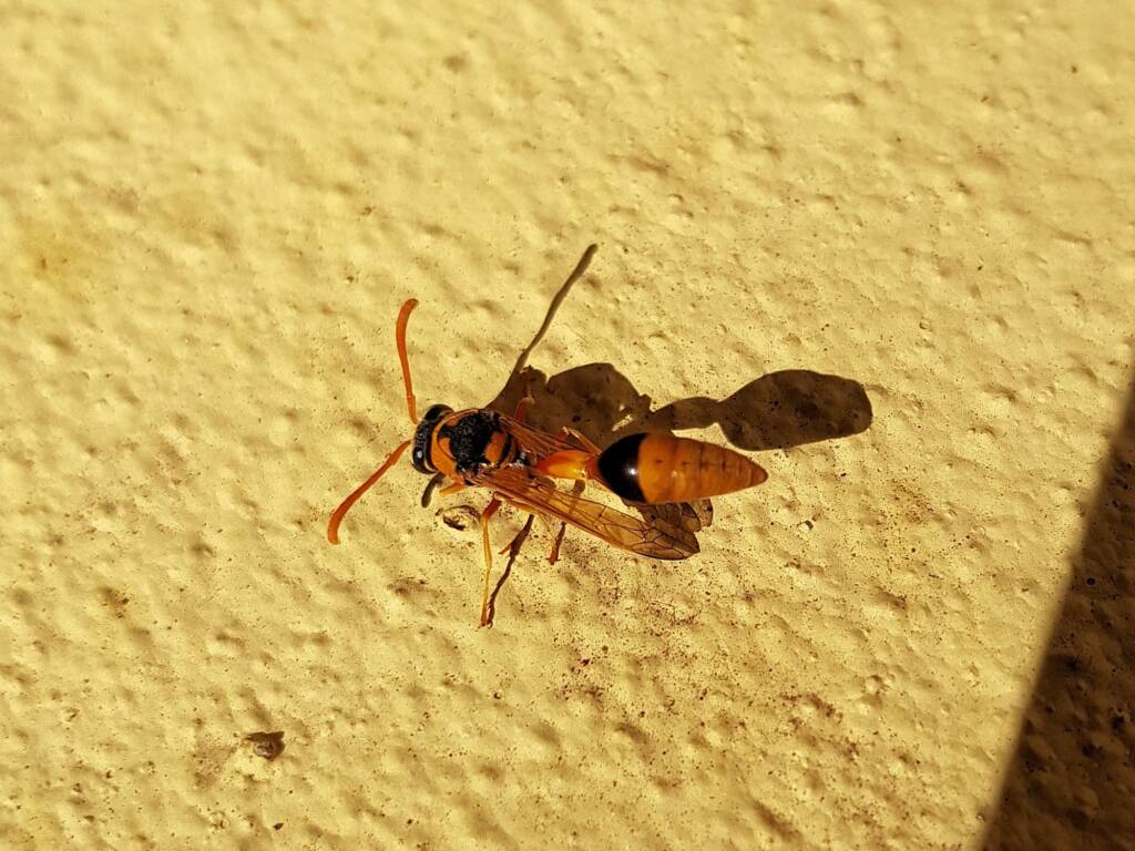 Delta philantes – Wasp, Alice Springs NT