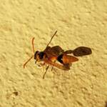 Delta philantes – Wasp, Alice Springs NT