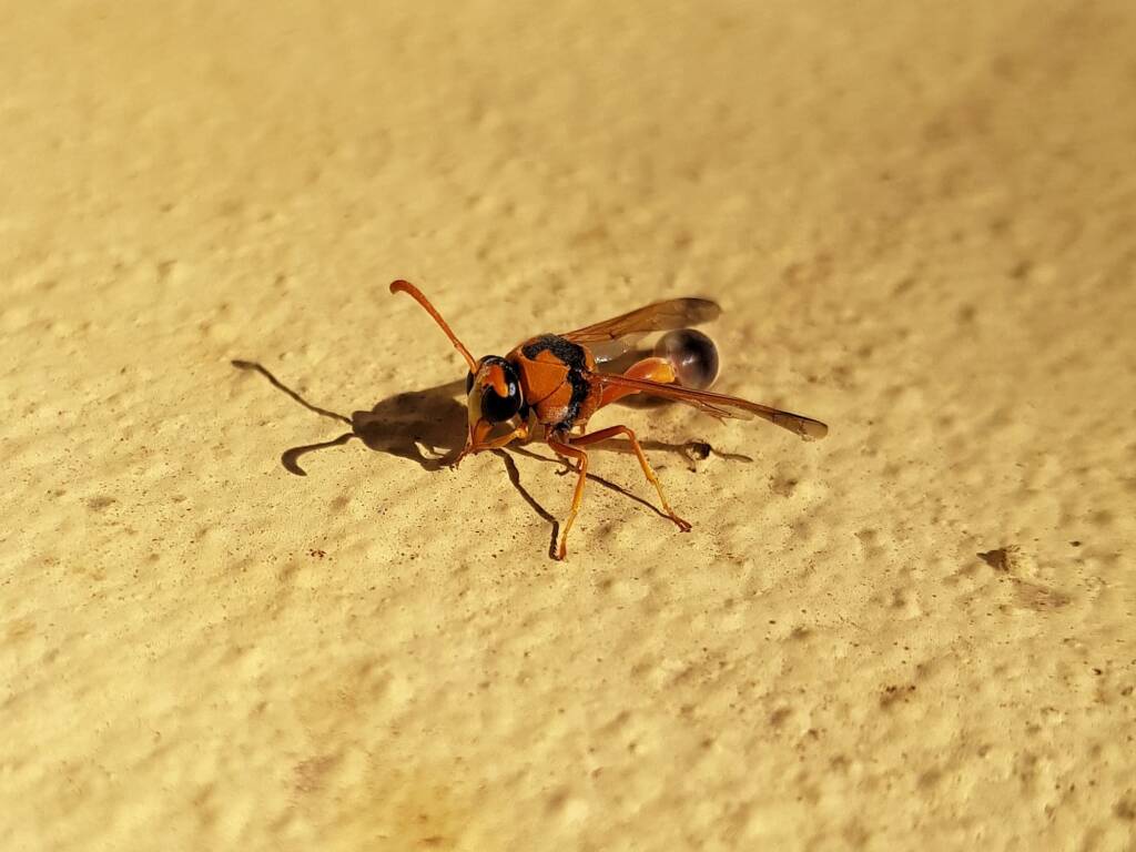 Delta philantes – Wasp, Alice Springs NT