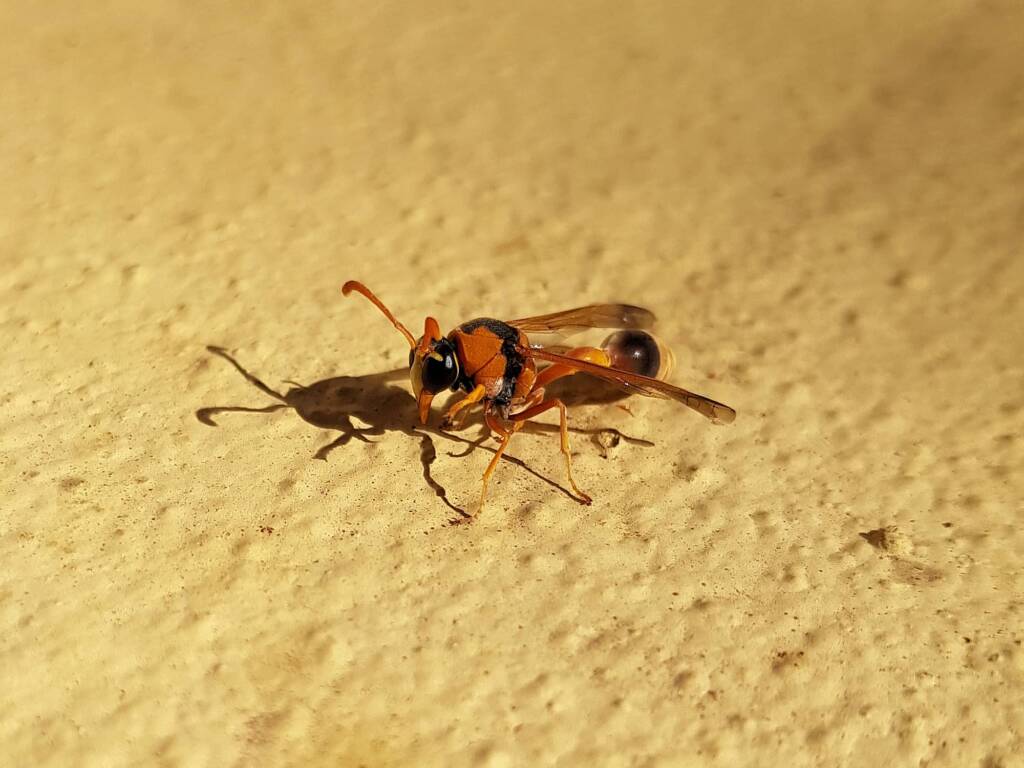 Delta philantes – Wasp, Alice Springs NT