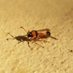 Delta philantes – Wasp, Alice Springs NT