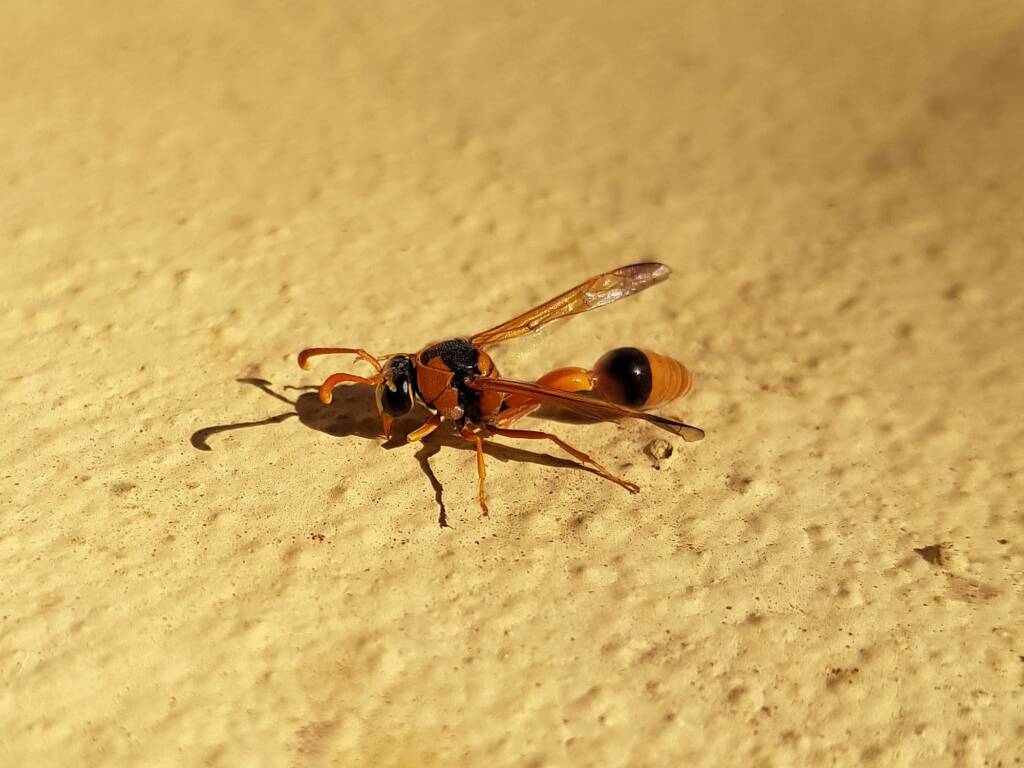 Delta philantes – Wasp, Alice Springs NT