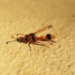 Delta philantes – Wasp, Alice Springs NT