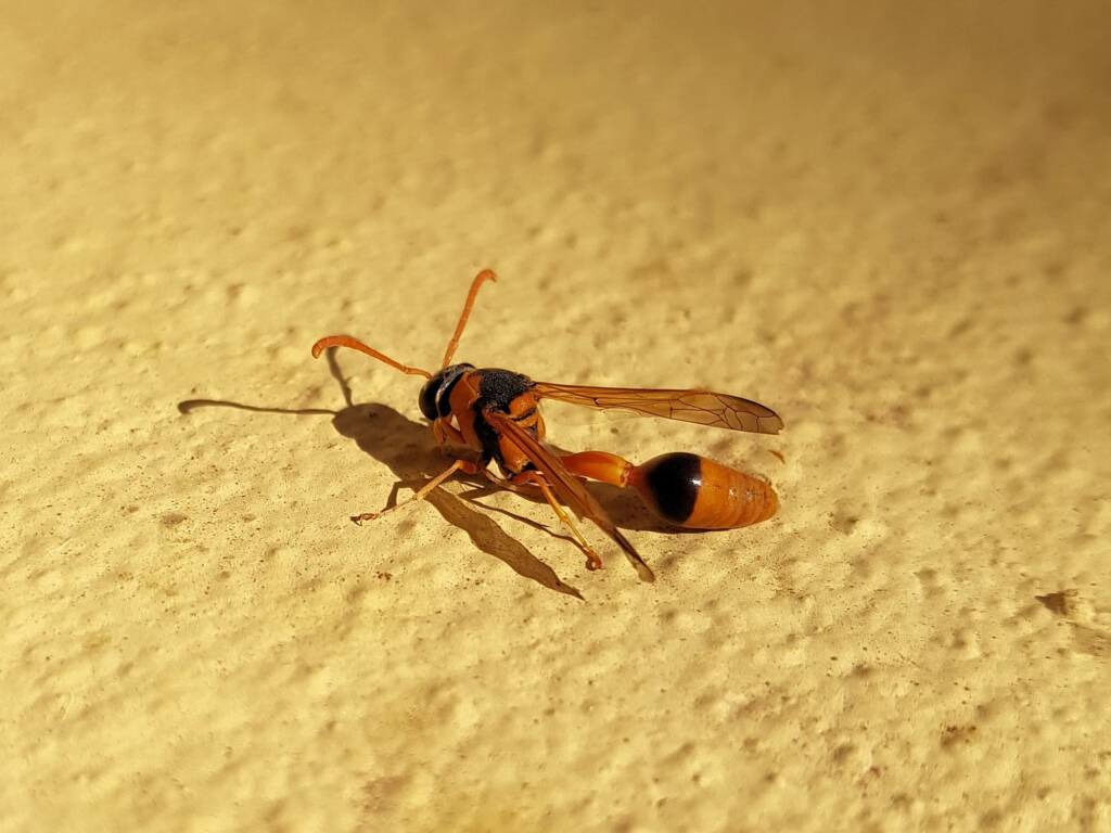 Delta philantes – Wasp, Alice Springs NT