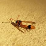 Delta philantes – Wasp, Alice Springs NT