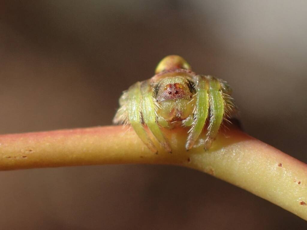 Dolophones notocantha (Wheel-back Wrap-around Spider), Ben Lomond TAS © Arnee Pu