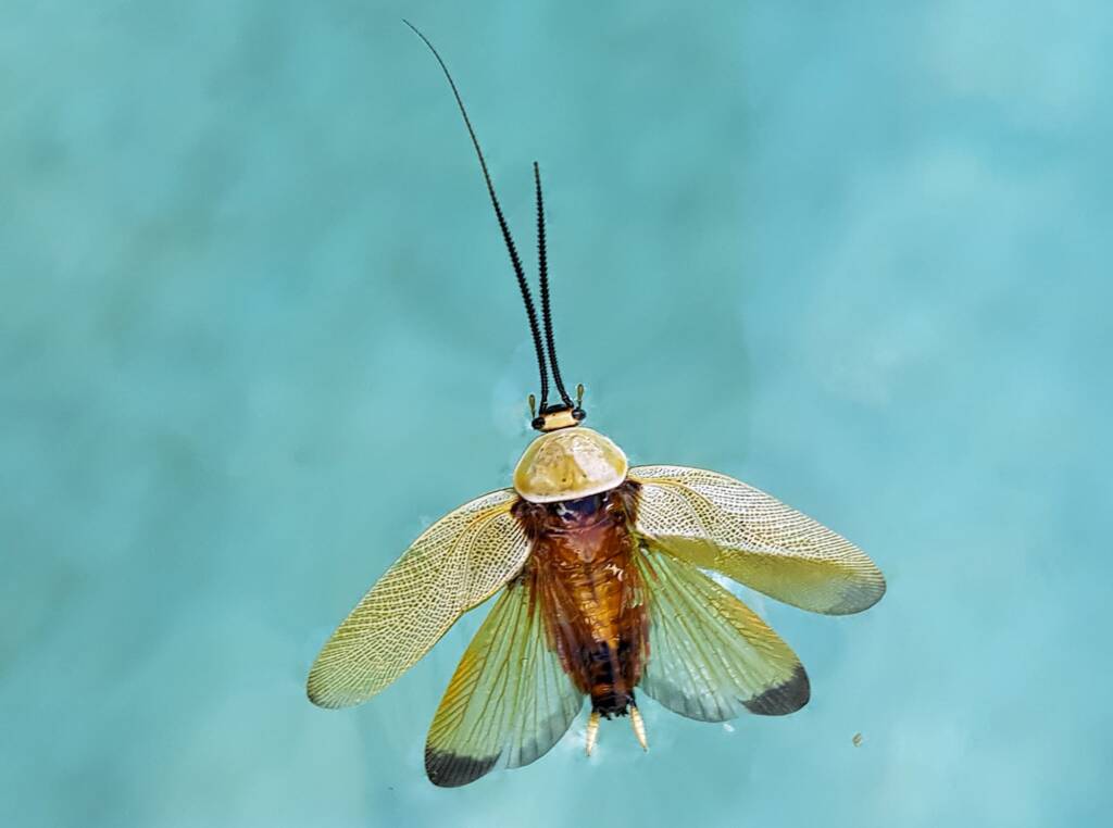 Ellipsidion humerale (deceased), Alice Springs NT