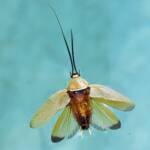 Ellipsidion humerale (deceased), Alice Springs NT