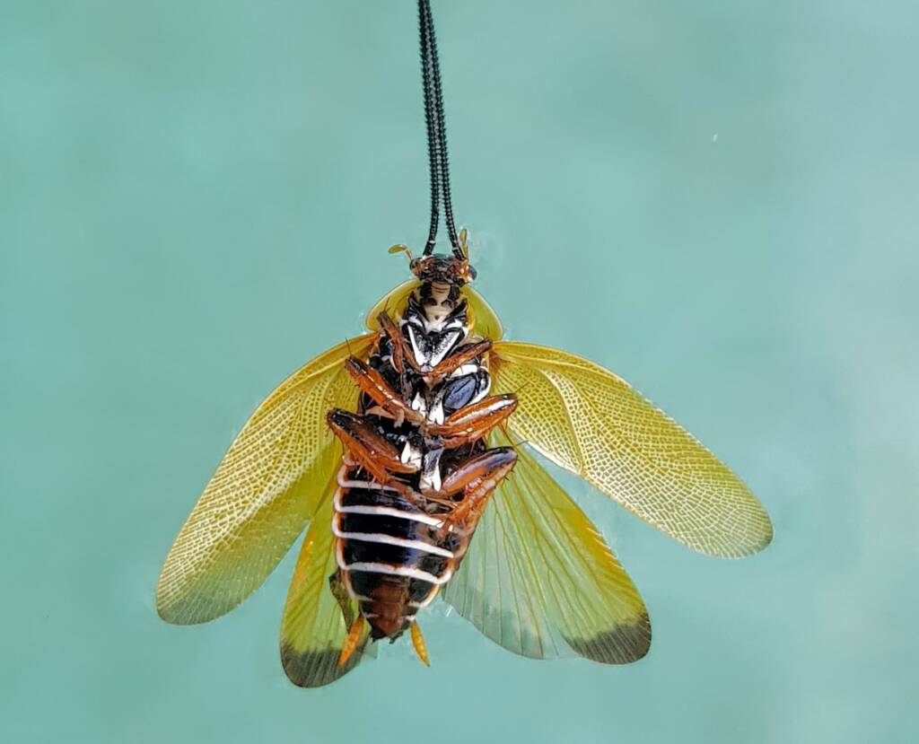 Ellipsidion humerale (deceased), Alice Springs NT