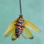 Ellipsidion humerale (deceased), Alice Springs NT