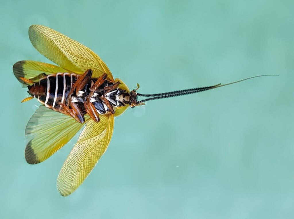 Ellipsidion humerale (deceased), Alice Springs NT