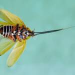 Ellipsidion humerale (deceased), Alice Springs NT