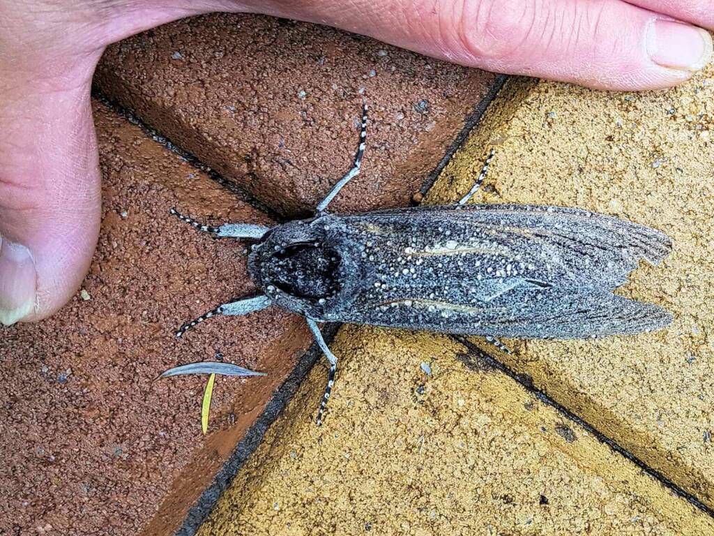 Carpenter Moth (Endoxyla cinereus), Alice Springs NT