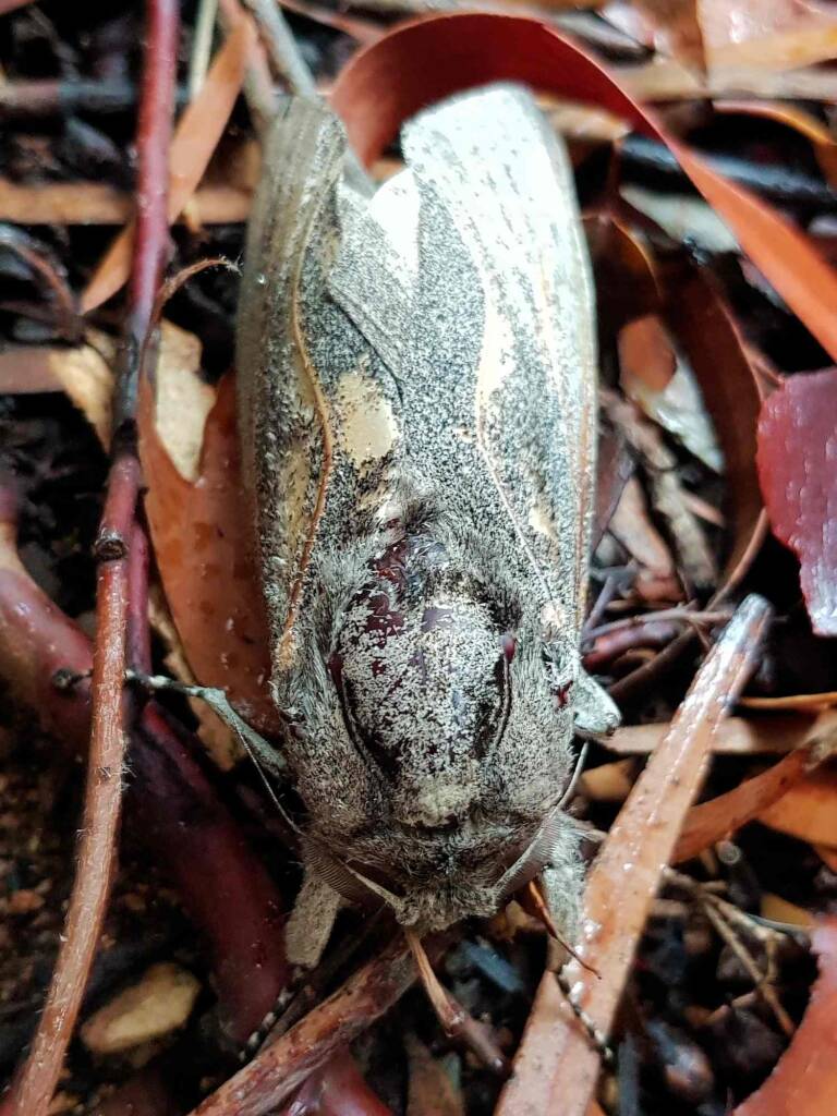 Carpenter Moth (Endoxyla cinereus), Alice Springs NT