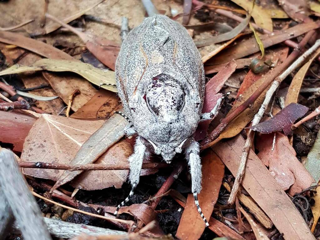 Carpenter Moth (Endoxyla cinereus), Alice Springs NT