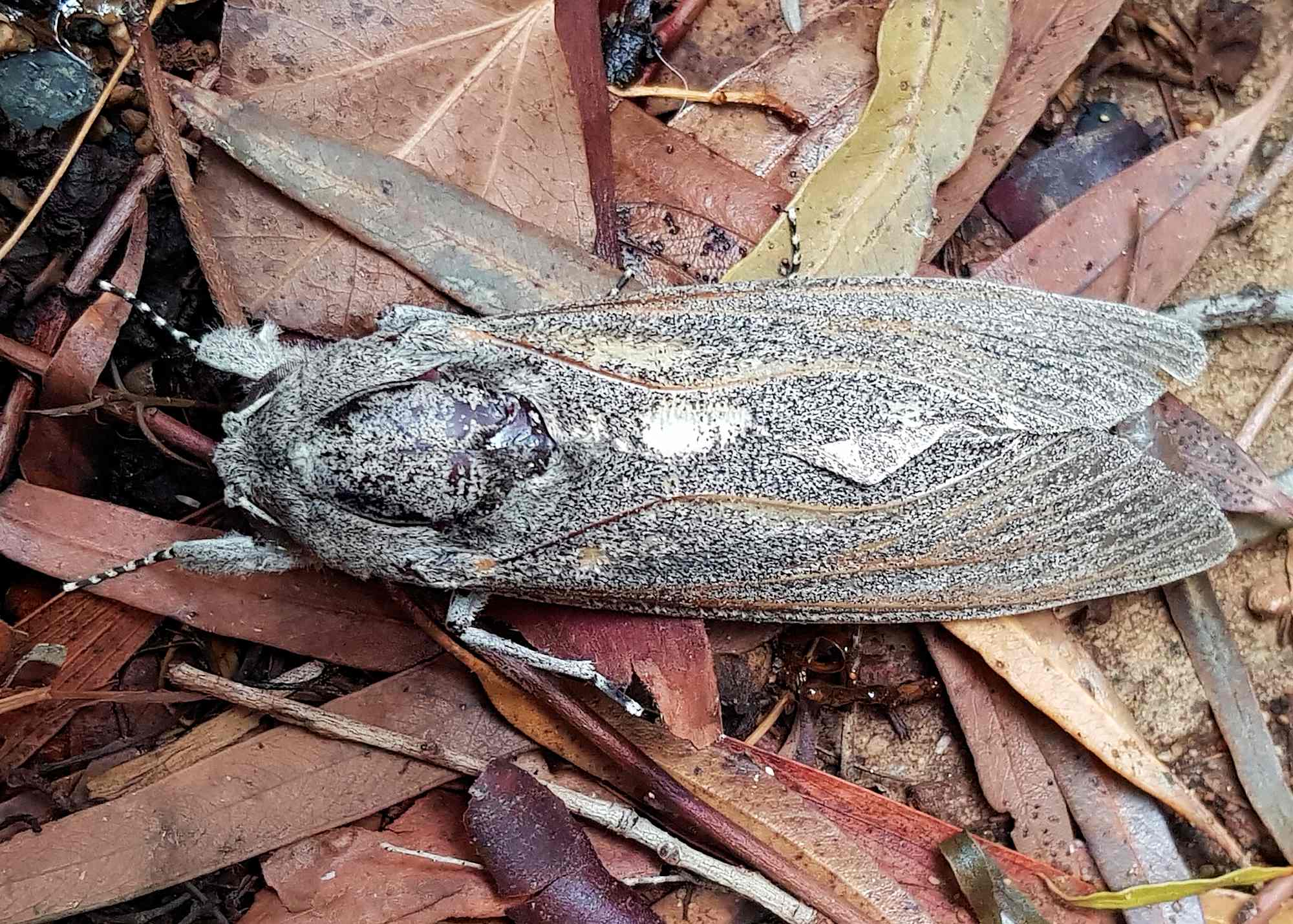 Carpenter Moth (Endoxyla cinereus), Alice Springs NT