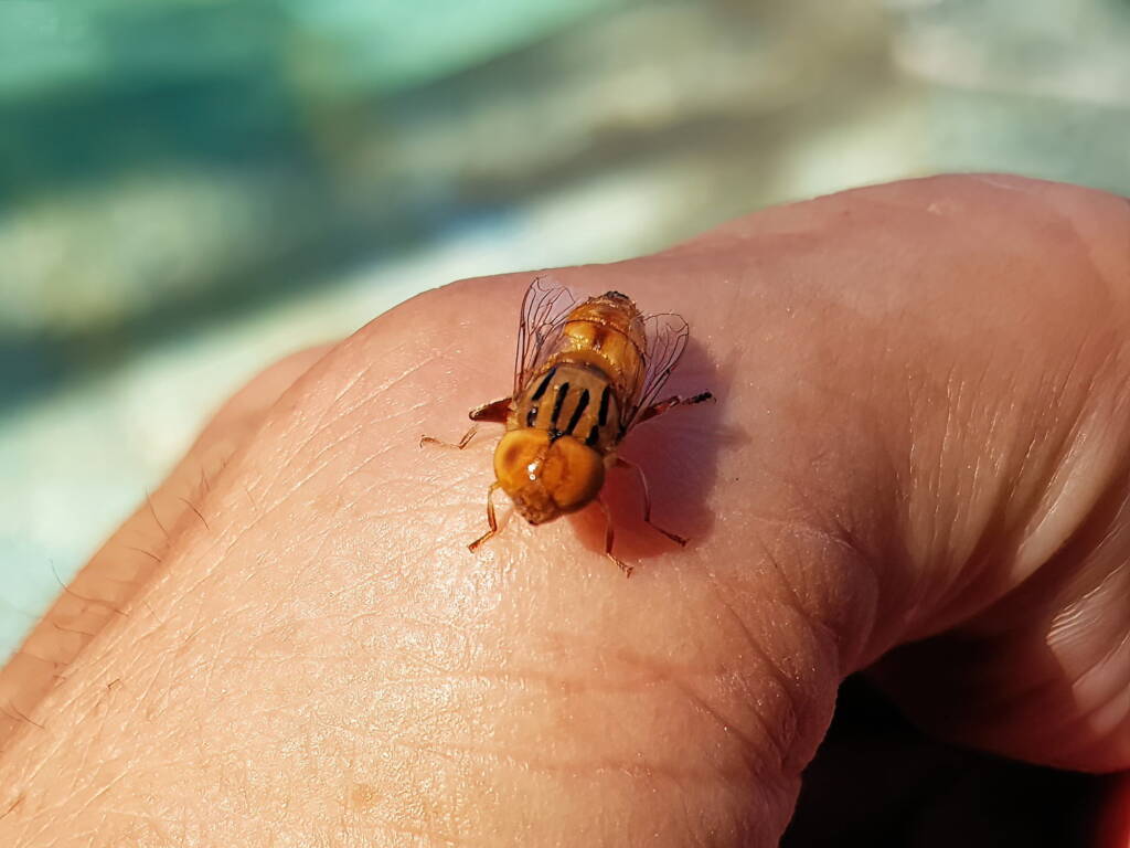 Male Golden Native Drone Fly (Eristalinus punctulatus), Alice Springs NT