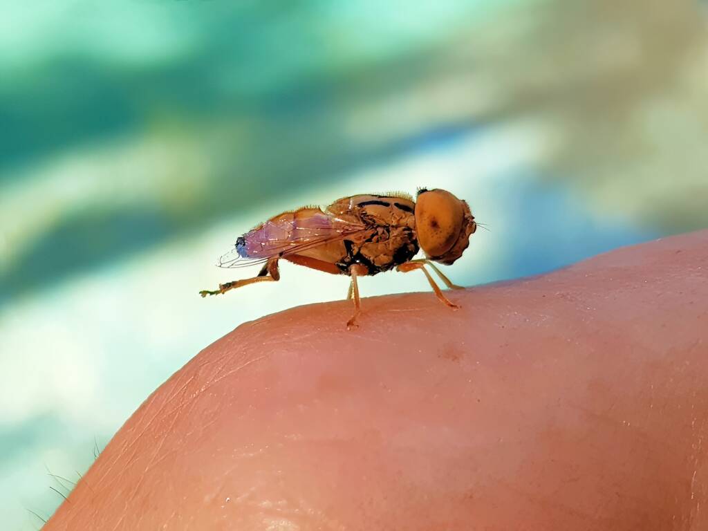 Male Golden Native Drone Fly (Eristalinus punctulatus), Alice Springs NT
