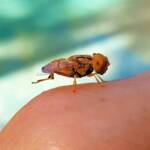 Male Golden Native Drone Fly (Eristalinus punctulatus), Alice Springs NT