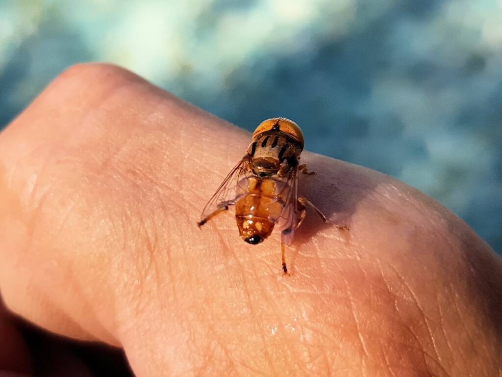 Male Golden Native Drone Fly (Eristalinus punctulatus), Alice Springs NT