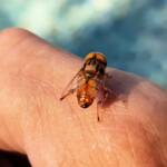Male Golden Native Drone Fly (Eristalinus punctulatus), Alice Springs NT