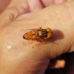 Male Golden Native Drone Fly (Eristalinus punctulatus), Alice Springs NT