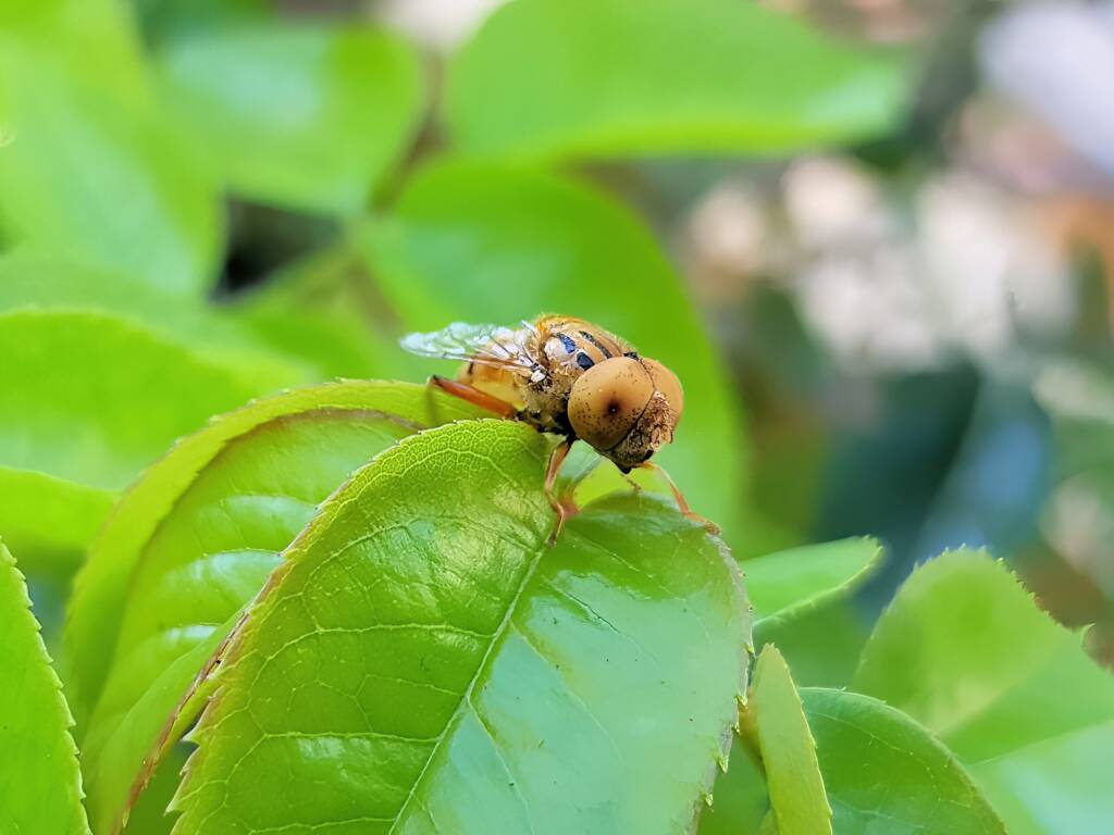Male Golden Native Drone Fly (Eristalinus punctulatus), Alice Springs NT