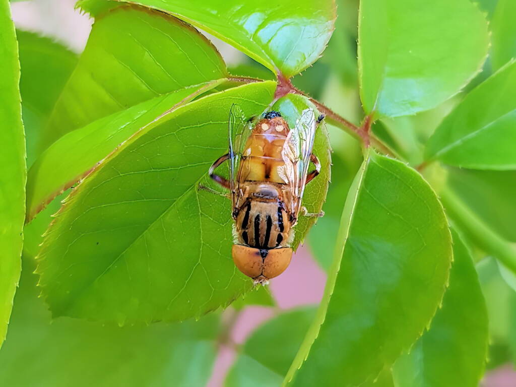 Male Golden Native Drone Fly (Eristalinus punctulatus), Alice Springs NT
