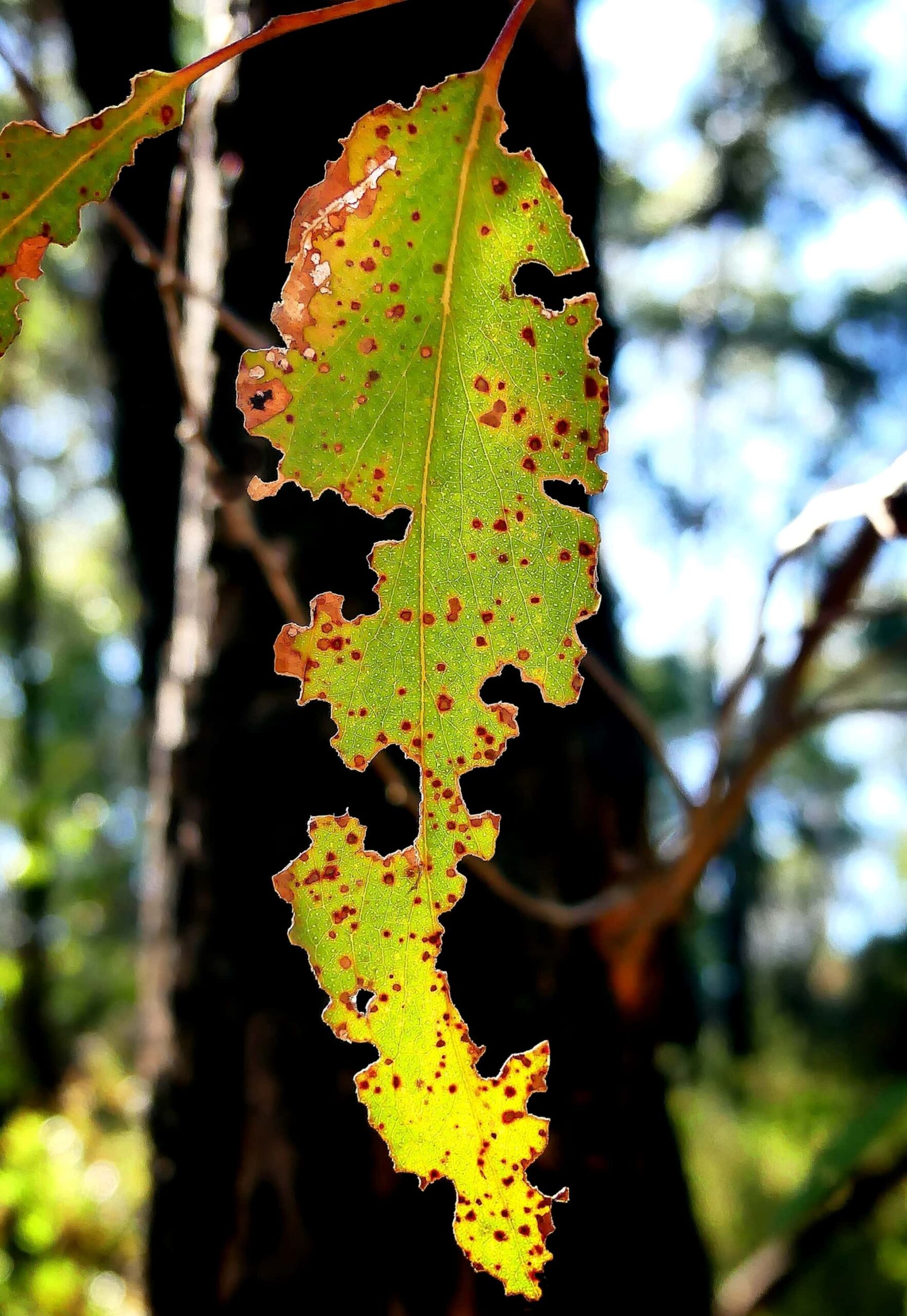 Landscape of a Leaf