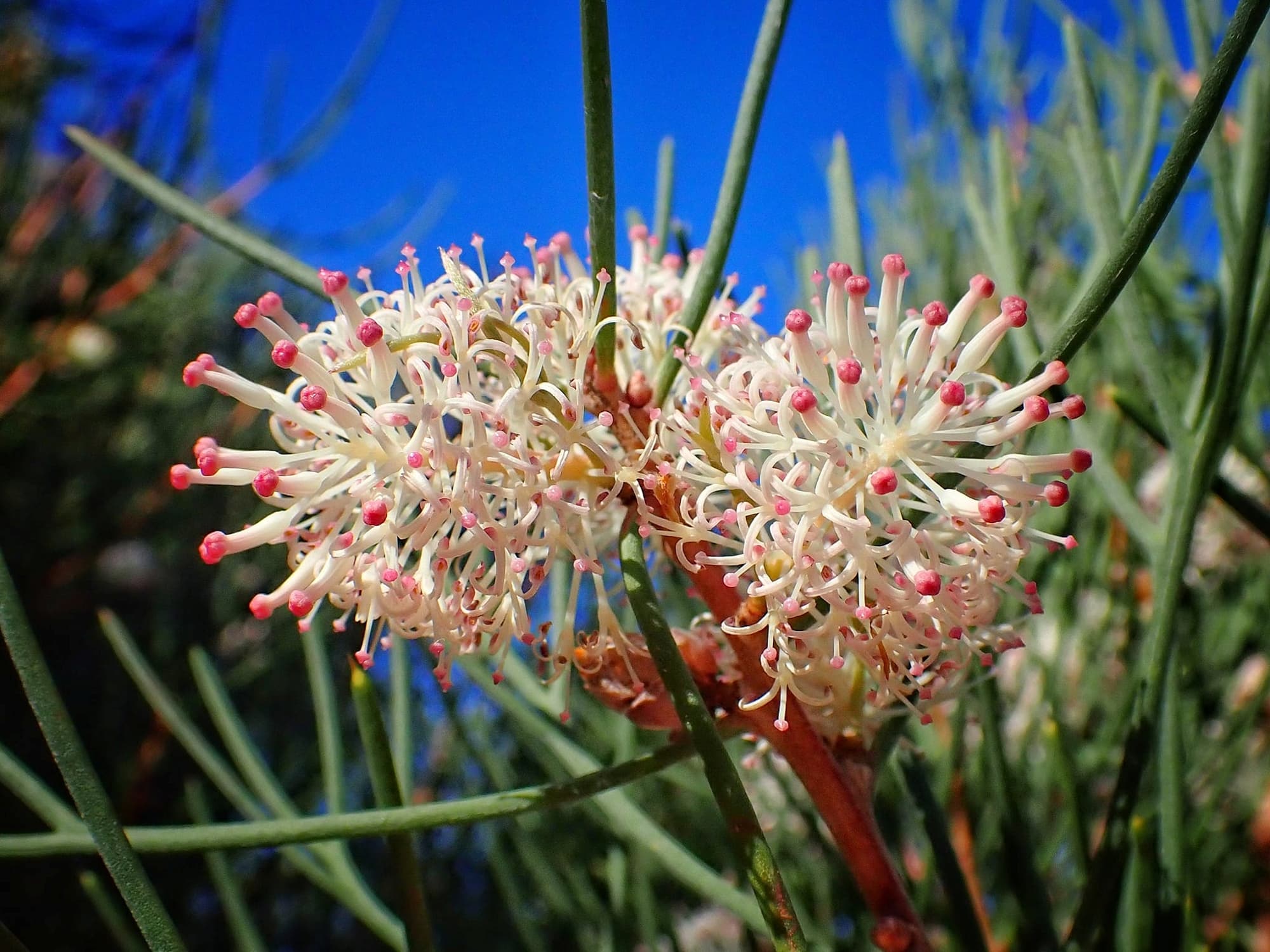 Hakea drupacea, Albany WA © Terry Dunham