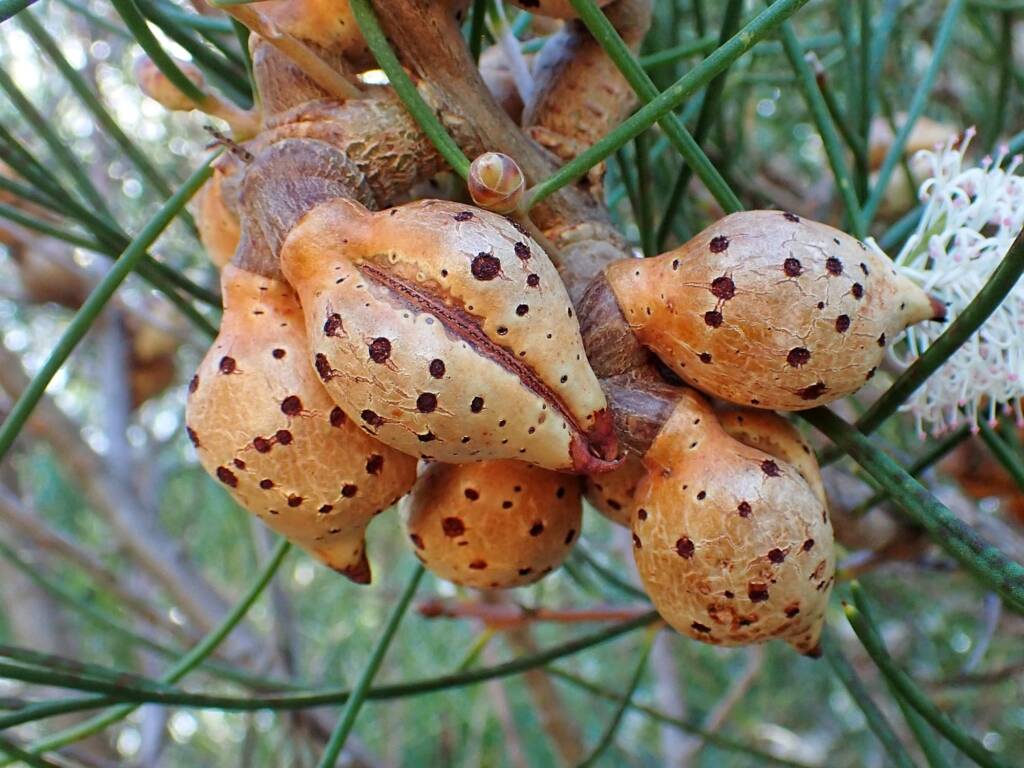 Hakea drupacea, Albany WA © Terry Dunham