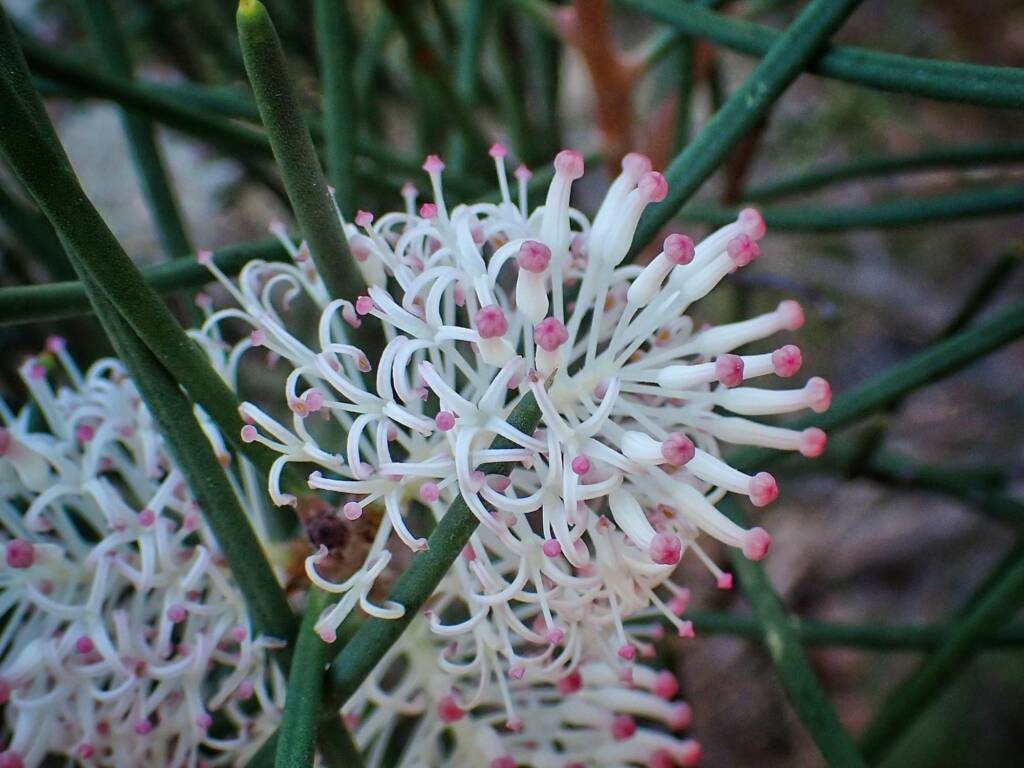 Hakea drupacea, Albany WA © Terry Dunham