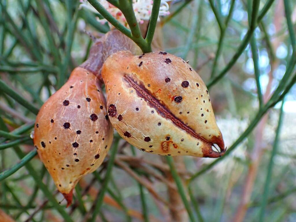Hakea drupacea, Albany WA © Terry Dunham