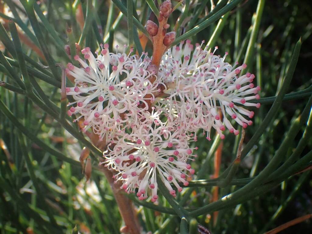 Hakea drupacea, Albany WA © Terry Dunham