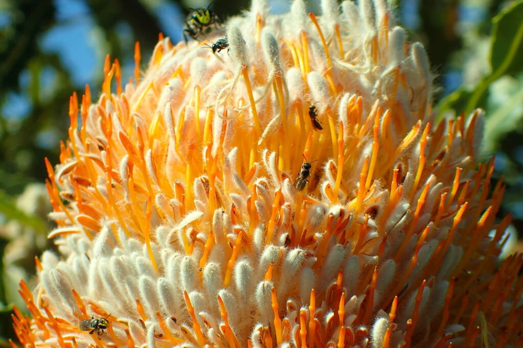 Hylaeines (on Banksia), Geraldton, Midwest WA © Gary Taylor