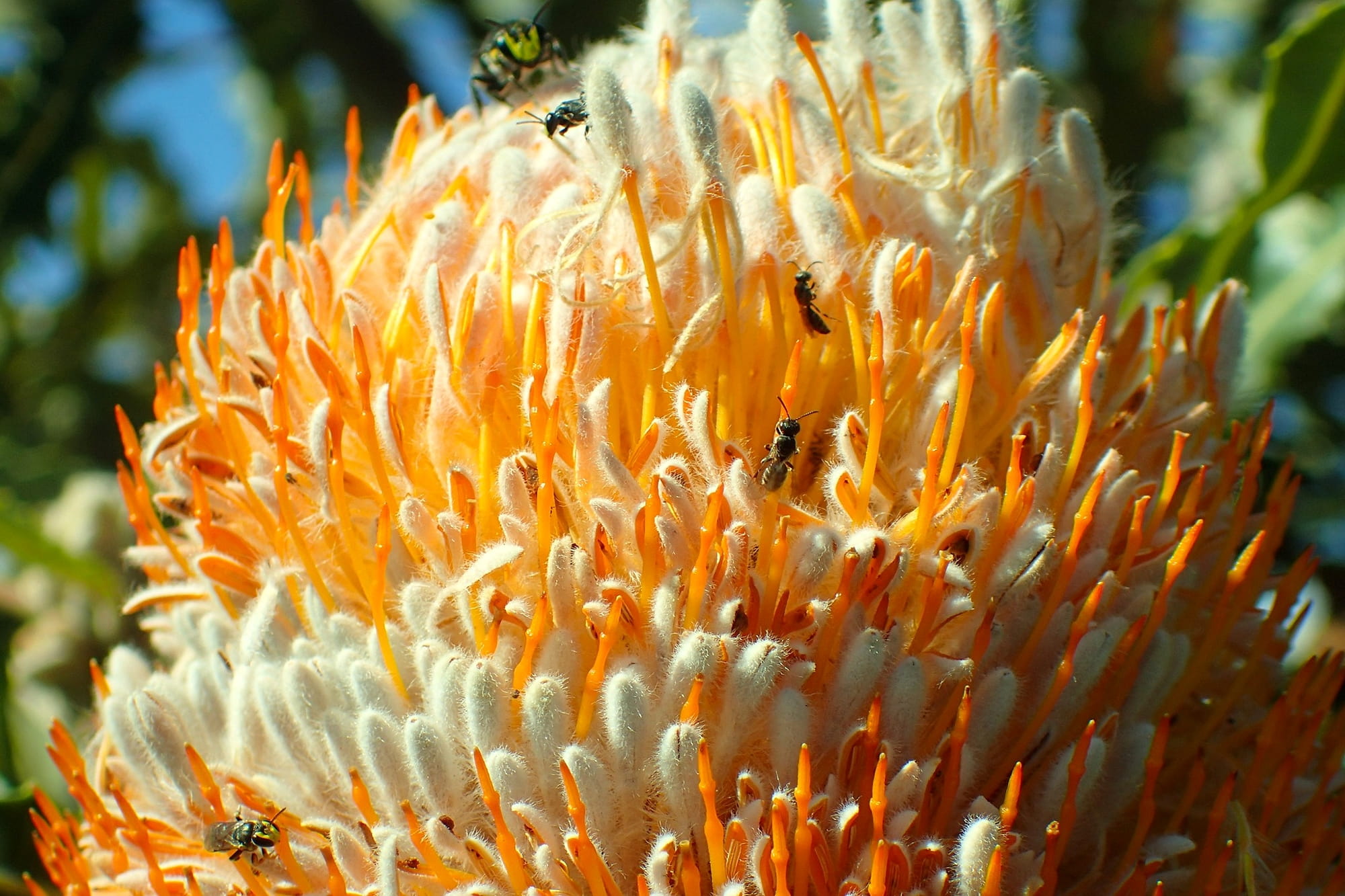 Hylaeines (on Banksia), Geraldton, Midwest WA © Gary Taylor