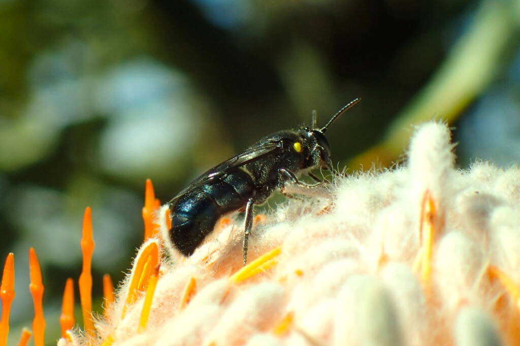 Hylaeus (Macrohylaeus) alcyoneus (on Banksia), Geraldton, Midwest WA © Gary Taylor