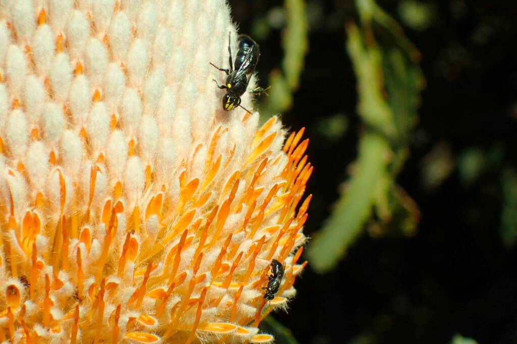 Hylaeus (Macrohylaeus) alcyoneus and Hylaeus (Prosopisteron) vittatifrons (on Banksia), Geraldton, Midwest WA © Gary Taylor