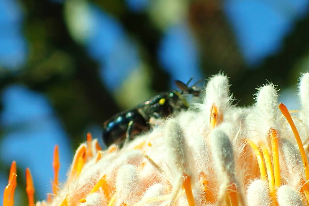 Hylaeus (Macrohylaeus) alcyoneus and Hylaeus (Prosopisteron) vittatifrons (on Banksia), Geraldton, Midwest WA © Gary Taylor