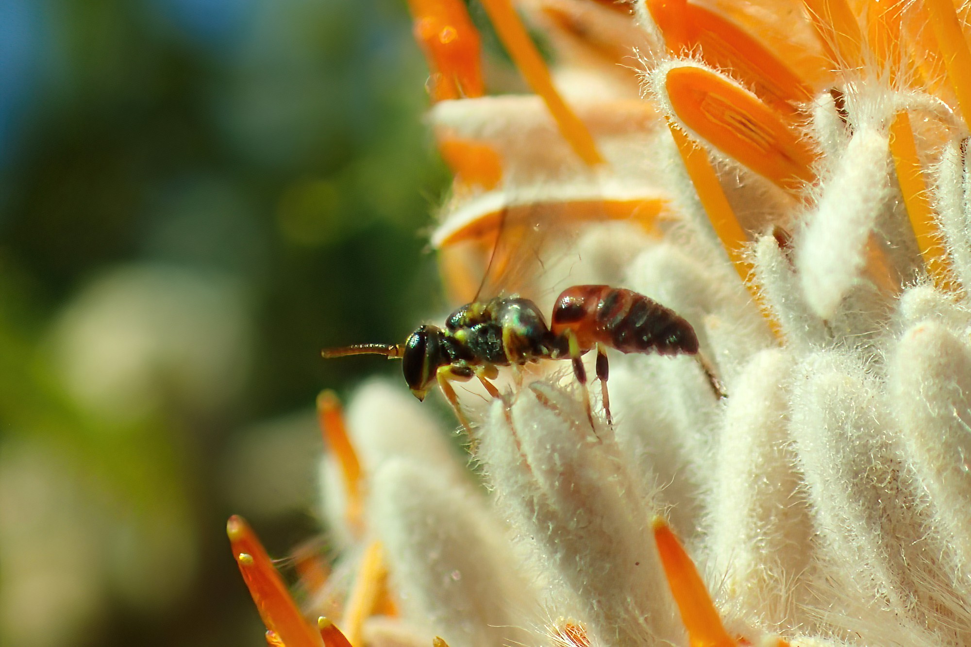 Hylaeus (Prosopisteron) sanguinipictus (on Banksia), Geraldton, Midwest WA © Gary Taylor