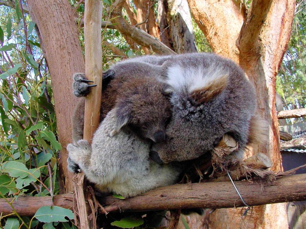 Juvenile koala with mother, Tasmania