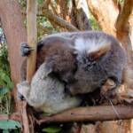 Juvenile koala with mother, Tasmania