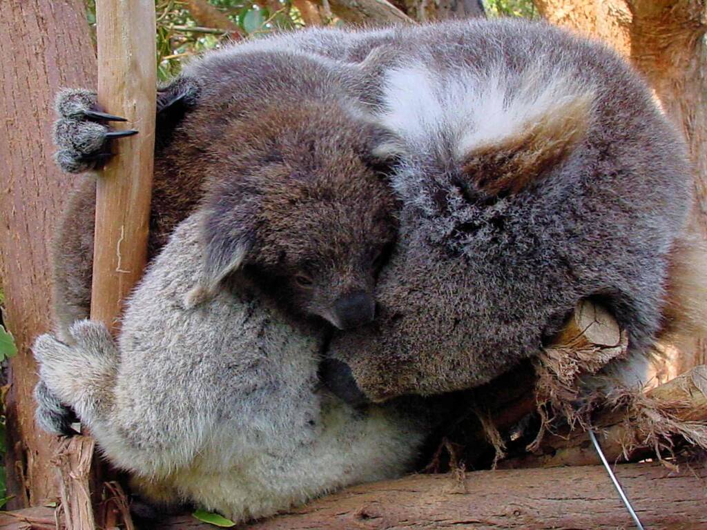 Juvenile koala with mother, Tasmania