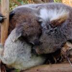 Juvenile koala with mother, Tasmania