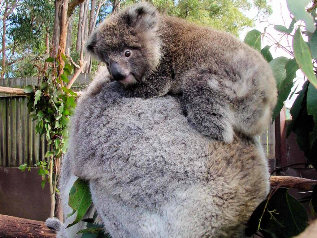 Juvenile koala with mother, Tasmania