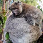 Juvenile koala with mother, Tasmania